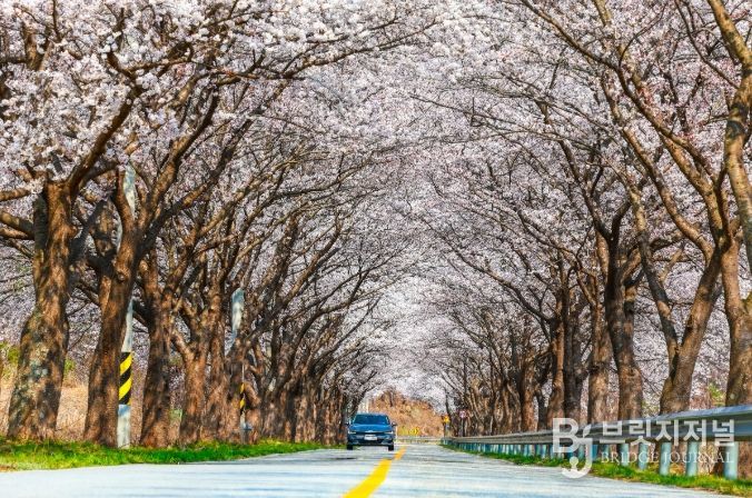 울진군 전역에 벚꽃 만개,