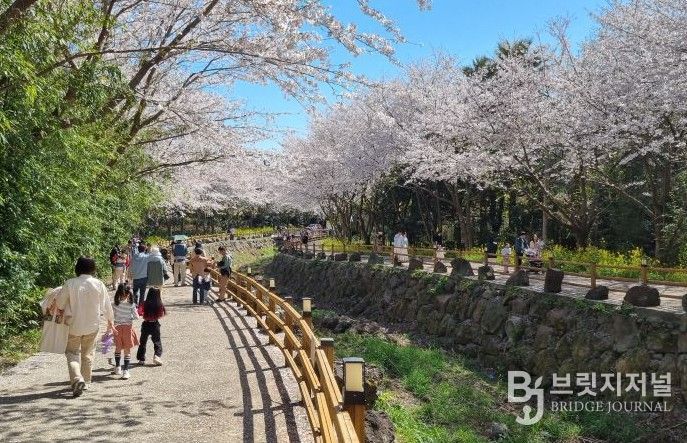 2025년 세 번째 서홍동 웃물교 벚꽃구경