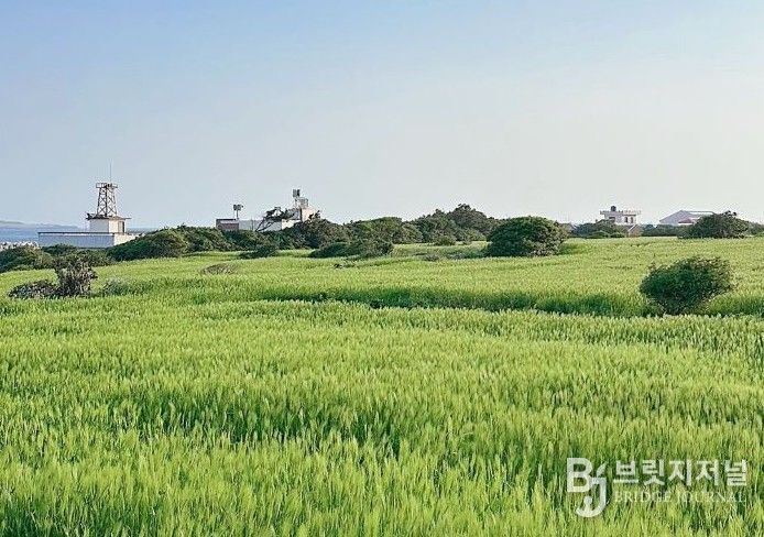 가파도 청보리 축제