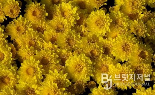 국산 화단국 ‘옐로빈’ 보급 확대