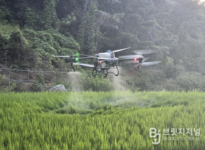 김천시, 드론 활용 농작물 「스마트 방제」로 농촌 일손 돕는다-기술지원과(사진2_벼방제).