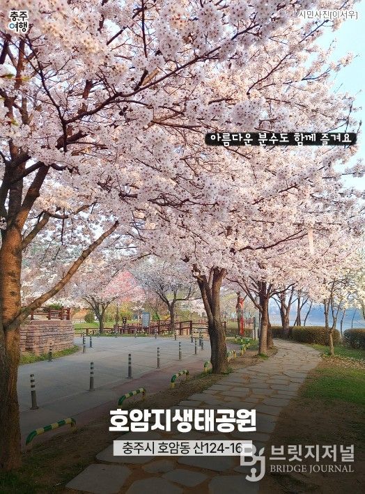 ‘충주 벚꽃 명소’ 홍보물