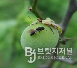 매실 복숭아씨살이좀벌 적기 방제 당부