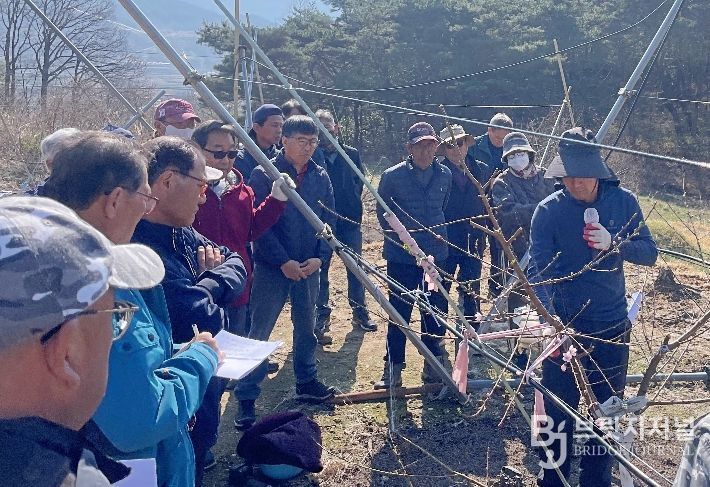 함양군, 고품질 만생복숭아 생산을 위한 현장 교육 실시
