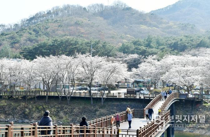 담양호·추월산 적신 분홍빛 봄물결