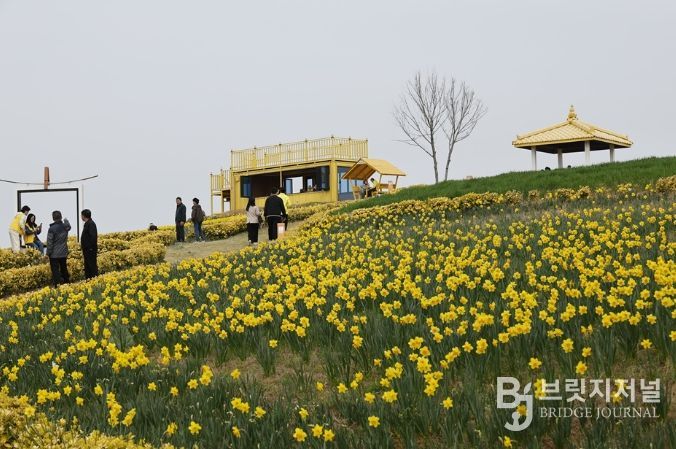 신안 선도 ‘섬 수선화 축제’ 개