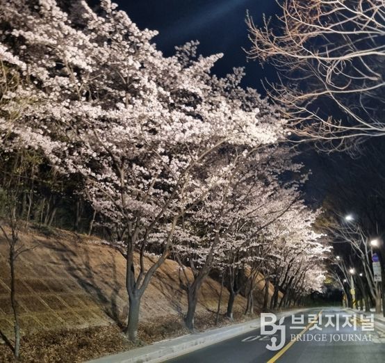 도구머리공원 벚꽃길