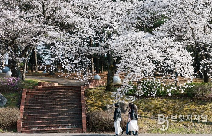 경주 물너울공원 일대에서 시민과 관광객들이 만개한 벚꽃 아래 봄 정취를 즐기며 사진을 촬영하고 있다.