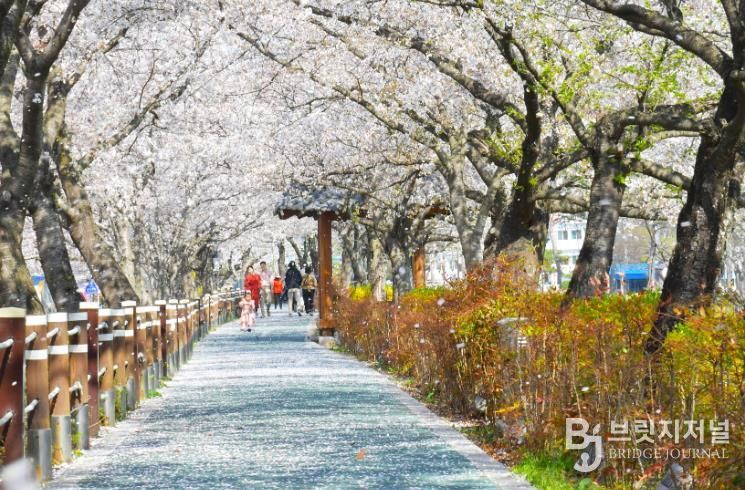 순창 옥천골 벚꽃축제 북적