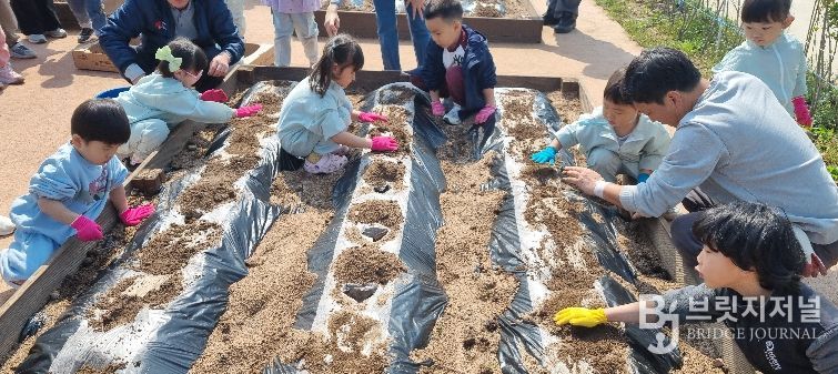 영덕군농업기술센터 ‘제2회 어린이 농부학교’에 참여한 어린이들이 감자를 파종하고 있다.