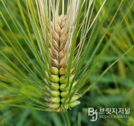 영암군, 맥류 붉은곰팡이병 예방 당부...출수기 방제 중요