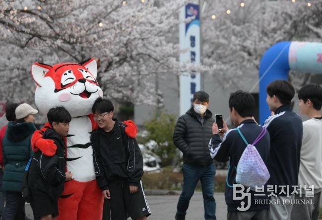 벚꽃으로 물든 영광, 2026년 영광 청년 벚꽃축제