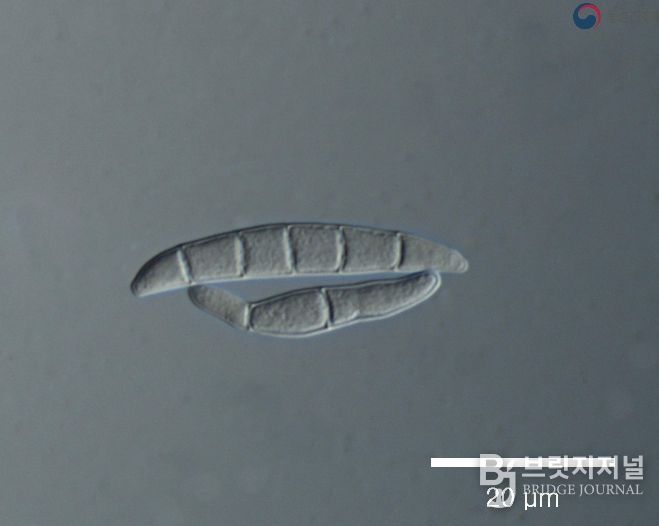 맥류 출수기 붉은곰팡이병 등 병해충 적기 방제 당부