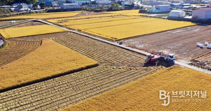 나주시가 오는 15일까지 지역농협을 통해 ‘농업인 월급제 지원사업’ 신청·접수 받는다. 사진은 벼농사가 한창인 나주평야 모습.