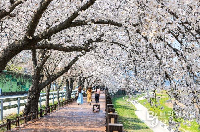 벚꽃 비 내리는 성류굴 데크길