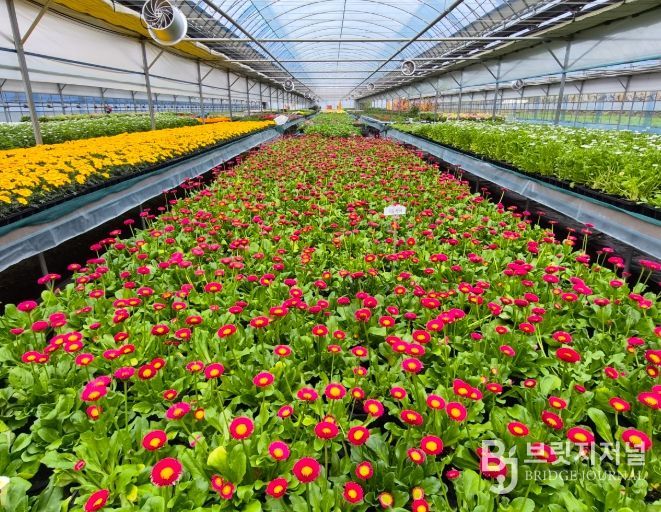 순천시, 도심 곳곳 봄꽃 물결