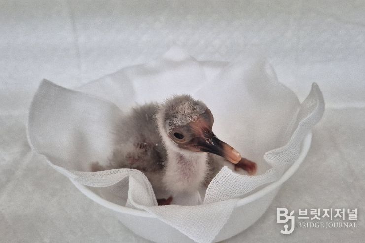 4월 7일 첫 부화한 새끼 따오기