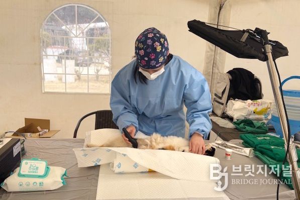 옹진군, 동물보호단체와 합동 수의료 봉사활동