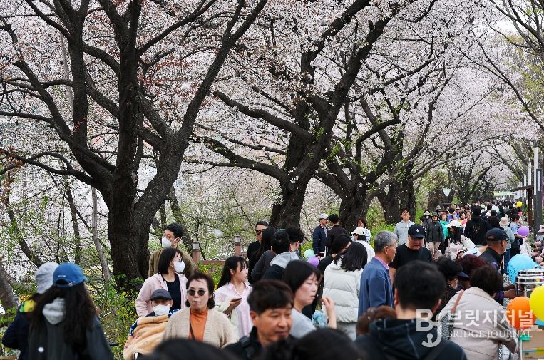 동대문구 봄꽃축제