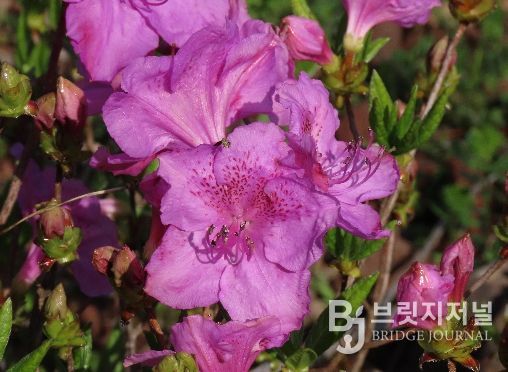 봄을 물들이는 철쭉 개화