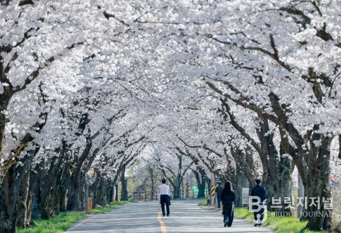 경주 암곡동 일원 도로 구간이 ‘암곡 벚꽃 터널’로 불리며 늦은 개화로 절정을 이루고 있다.