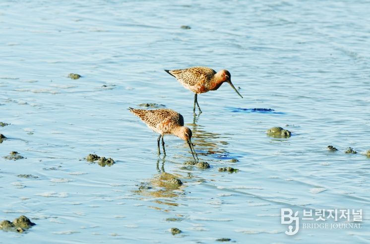 순천만습지 도요새