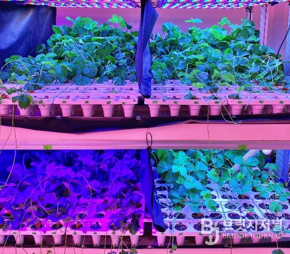 충북농기원, LED 다단재배 장치 특허 등록