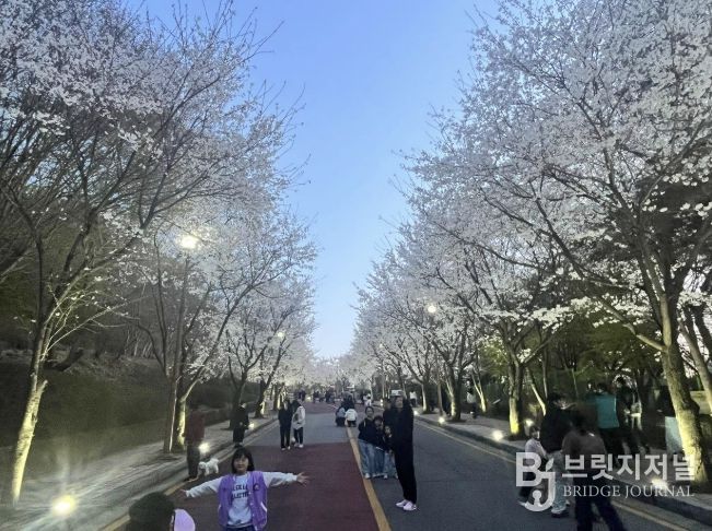 2026년 동두천 자유수호평화박물관 벚꽃맞이 야간개장, 성황리 개최