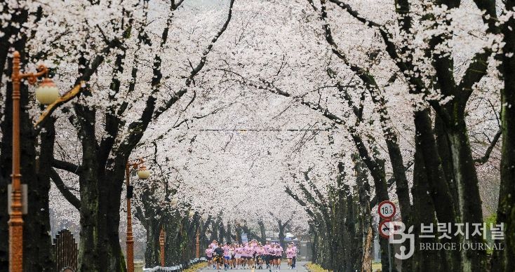 진안군, 우중(雨中) 속 신비로운 벚꽃 러닝.. '2026 진안 벚꽃&웰니스 힐링 런트립' 성료