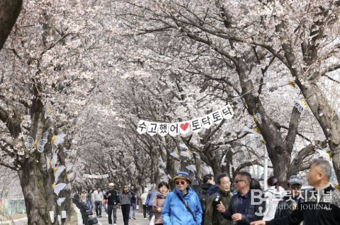 보은군, ‘2026 보은 벚꽃길 축제’ 성황리 마무리