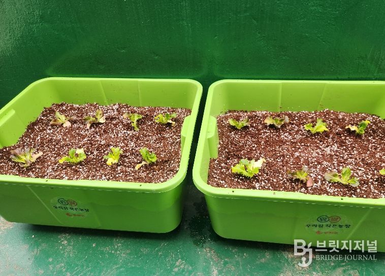 동작구 분양 ‘상자텃밭’