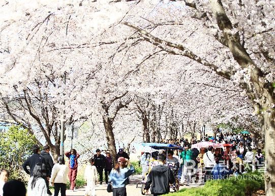 영랑호 벚꽃축제 전경