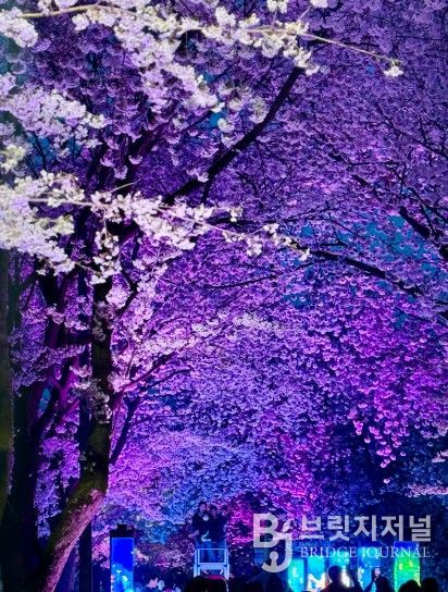 김포시와 김포문화재단은 11일과 12일, 2026 김포벚꽃축제 ‘오롯이 벚꽃’을 개최했다.