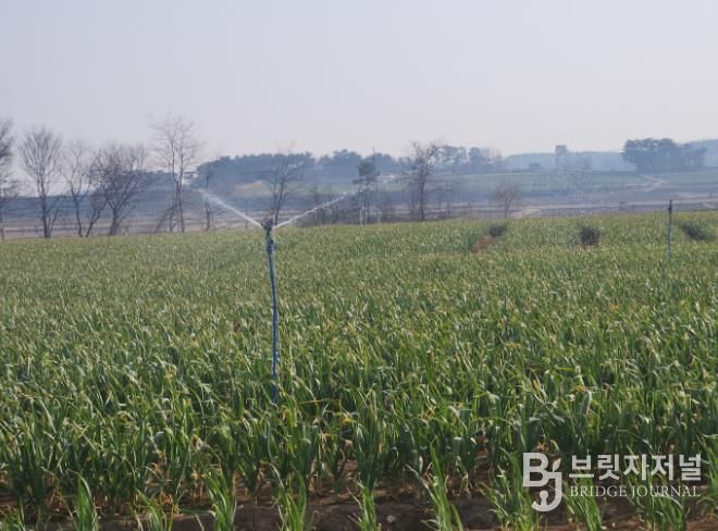 서산시, 마늘 생육기 물관리 및 병해충 방제 강조