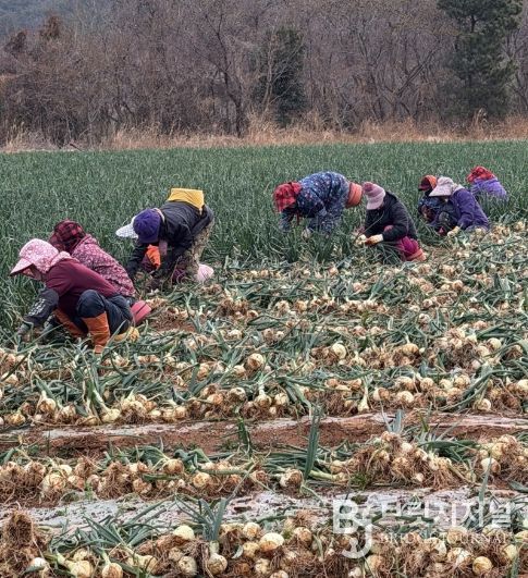 고흥군, 조생양파 가격 하락 대응 소비 촉진 ‘총력’