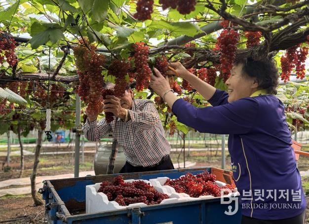 대전시, 씨없는 ‘델라웨어’ 포도 전국 첫 출하