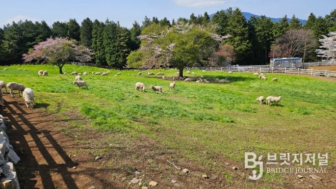 방목생태축산농장(상상양떼)